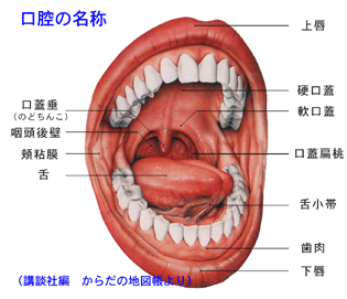 口内炎 のどちんこ 治りにくい白い口内炎！治療方法や口内炎ができやすい場所・種類別の原因を解説